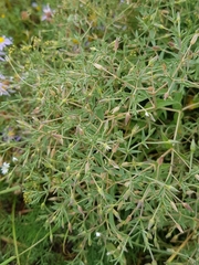 Stellaria crassifolia