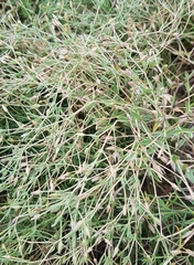 Stellaria crassifolia
