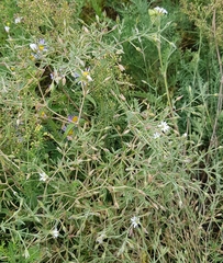 Stellaria dichotoma