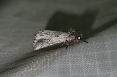 Ursia noctuiformis