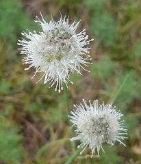 Allium leucocephalum