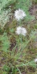 Allium leucocephalum