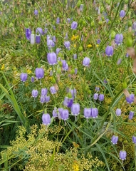 Adenophora stenanthina