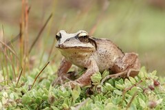 Banded Wood Frog photo 3