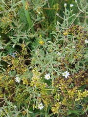 Stellaria dichotoma