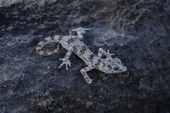 Phyllodactylus gerrhopygus