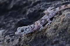 Phyllodactylus gerrhopygus