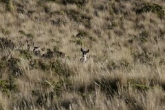 Hippocamelus antisensis