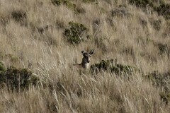 Hippocamelus antisensis