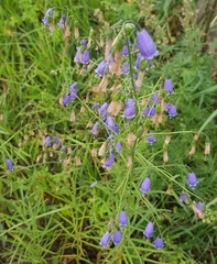 Adenophora stenanthina