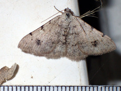 Frederickia prolificata