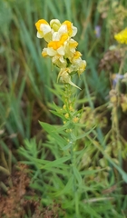 Linaria buriatica