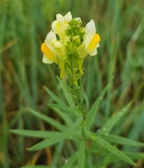 Linaria buriatica