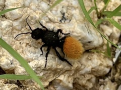 Dasymutilla nogalensis