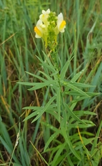 Linaria