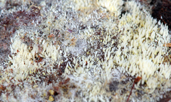 Radulomycetaceae