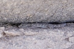 Phyllodactylus gerrhopygus