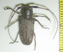 Prosopocera imbellis