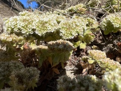 Chorizanthe cuspidata