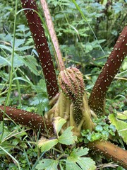 Gunnera insignis
