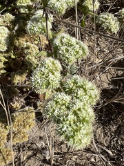 Chorizanthe cuspidata