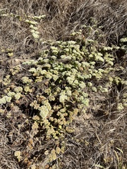 Chorizanthe cuspidata