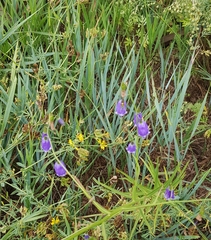 Adenophora stenanthina