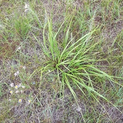 Achnatherum sibiricum