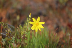 Senecio gregorii