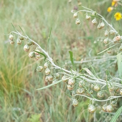 Artemisia macrocephala