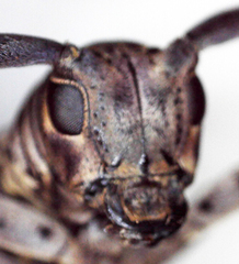 Prosopocera imbellis