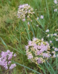 Allium senescens