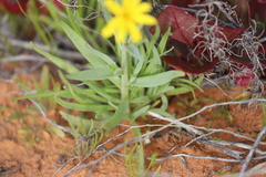 Senecio gregorii