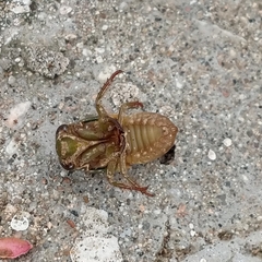 Cicadidae