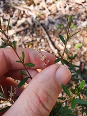 Trymalium ledifolium lineare