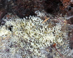 Radulomycetaceae
