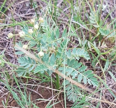 Sibbaldianthe bifurca