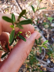 Trymalium ledifolium lineare