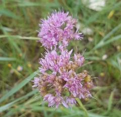 Allium senescens