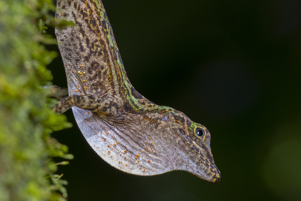 Big-Fanned Trunk Anole