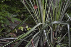 Bromelia karatas