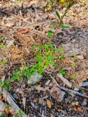 Trymalium ledifolium lineare