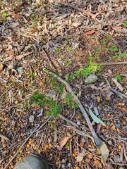 Trymalium ledifolium lineare