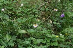 Tanacetum coccineum