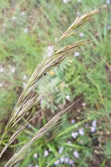 Achnatherum sibiricum