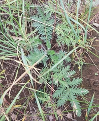 Potentilla tergemina