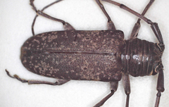 Prosopocera imbellis