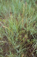 Leymus chinensis