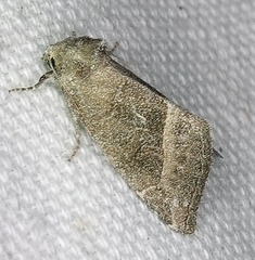 Plagiomimicus spumosum