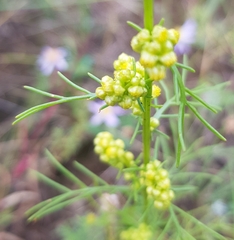 Artemisia palustris